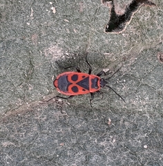 Pyrrhocoris apterus