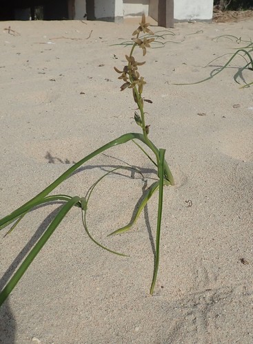 Dipcadi brevifolium image