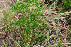 Asparagus crassicladus