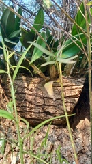 Laelia anceps anceps