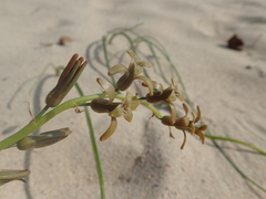 Dipcadi brevifolium image