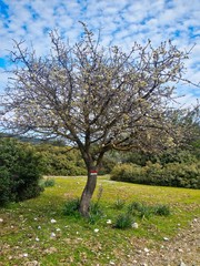 Pyrus elaeagrifolia