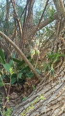 Laelia anceps anceps