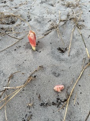 Haemanthus coccineus