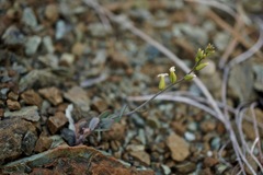 Streptanthus vernalis