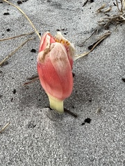 Haemanthus coccineus