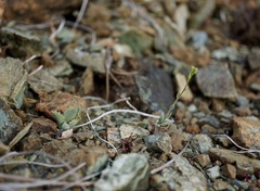 Streptanthus vernalis