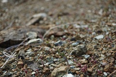 Streptanthus vernalis