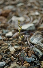Streptanthus vernalis
