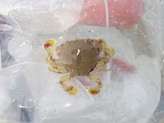 Ashtoret picta