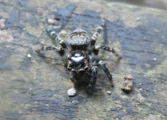 Salticidae