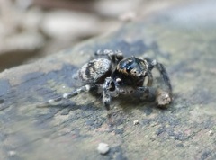 Salticidae