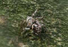 Salticidae