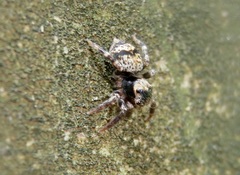 Salticidae