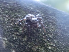 Salticidae