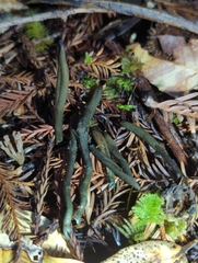 Microglossum nudipes