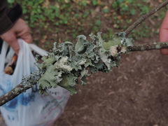 Parmotrema hypoleucinum