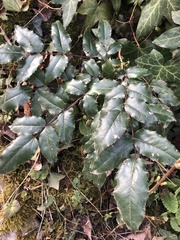 Berberis aquifolium