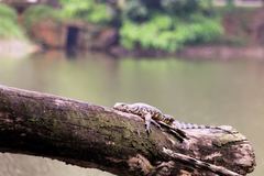 Varanus salvator salvator