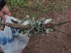 Parmotrema hypoleucinum