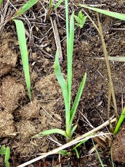 Chlorophytum cooperi