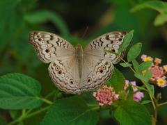 Junonia atlites