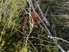 Carmichaelia crassicaulis