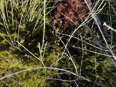 Carmichaelia crassicaulis