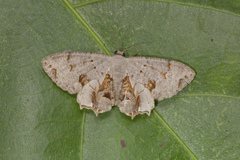 Dysaethria lilacina