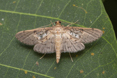 Syllepte abyssalis