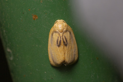 Trischalis stomata