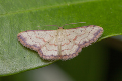 Idaea craspedota
