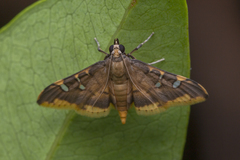 Prophantis