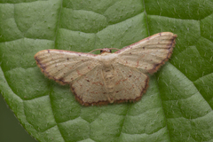 Idaea craspedota