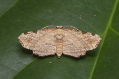 Achrosis fulvifusa