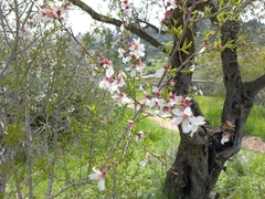 Prunus amygdalus