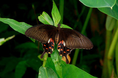 Papilio polytes