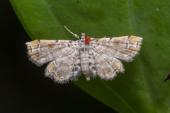Lygomusotima