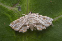 Lygomusotima