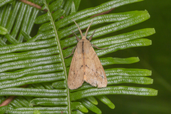 Spilosoma cervina