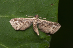 Carbia