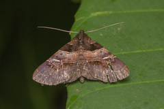 Bertula alpheusalis