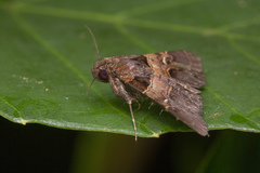 Bertula alpheusalis