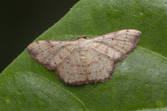 Idaea craspedota