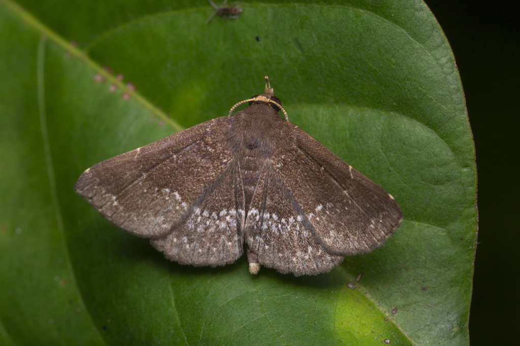 Adrapsa geometroides