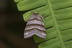 Flammona quadrifasciata