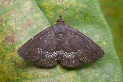 Adrapsa geometroides