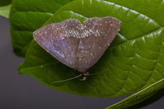 Adrapsa geometroides