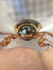 Dytiscus marginalis