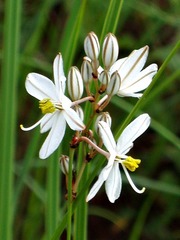 Chlorophytum angulicaule